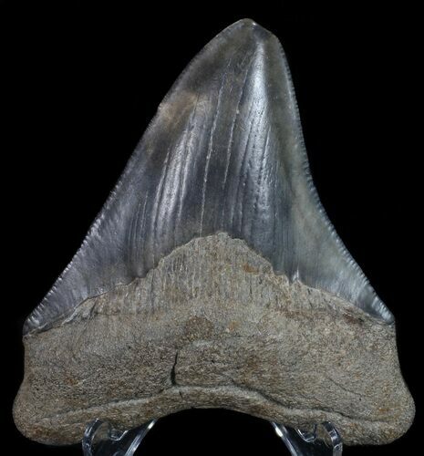 Fossil Megalodon Tooth - Georgia #68071